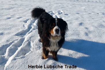 Herbie Lbsche Trade