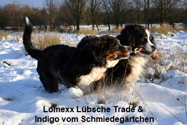 Lomexx Lbsche Trade & Indigo vom Schmiedegrtchen