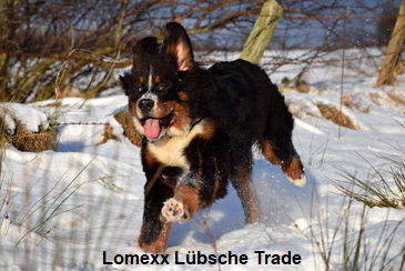 Lomexx Lbsche Trade